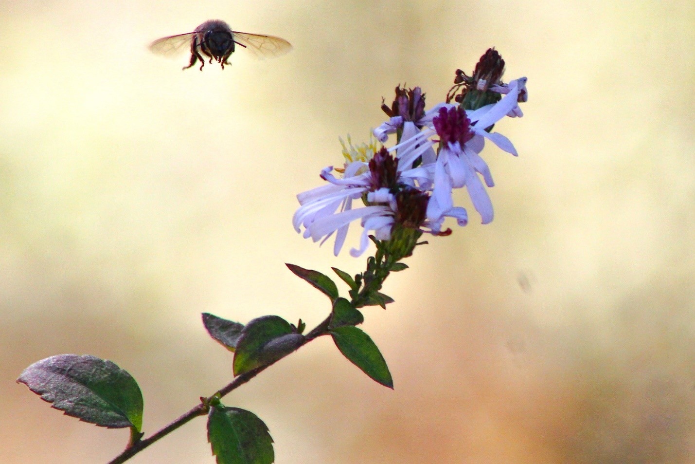 Bee buzzes a nearby flower