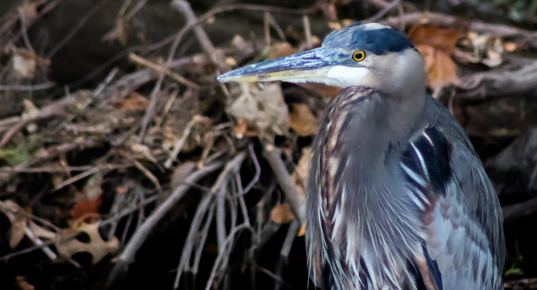 Great blue heron in Waller Creek