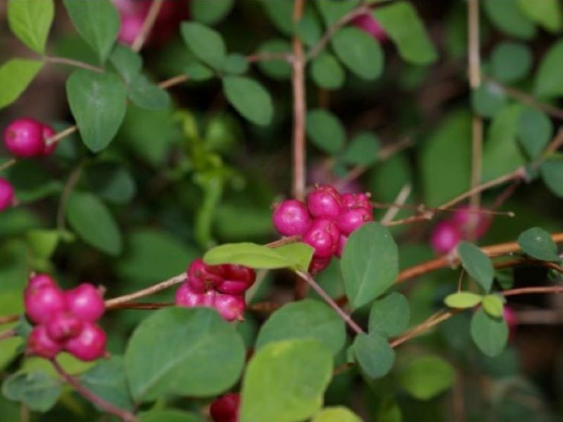 Coralberry from Wildflower Center