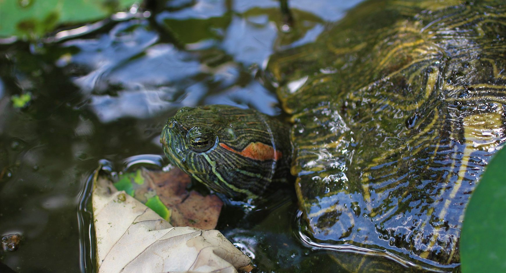 Turtle in Waller Creek