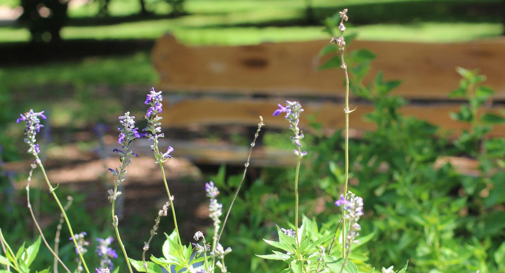 Pollinator Garden