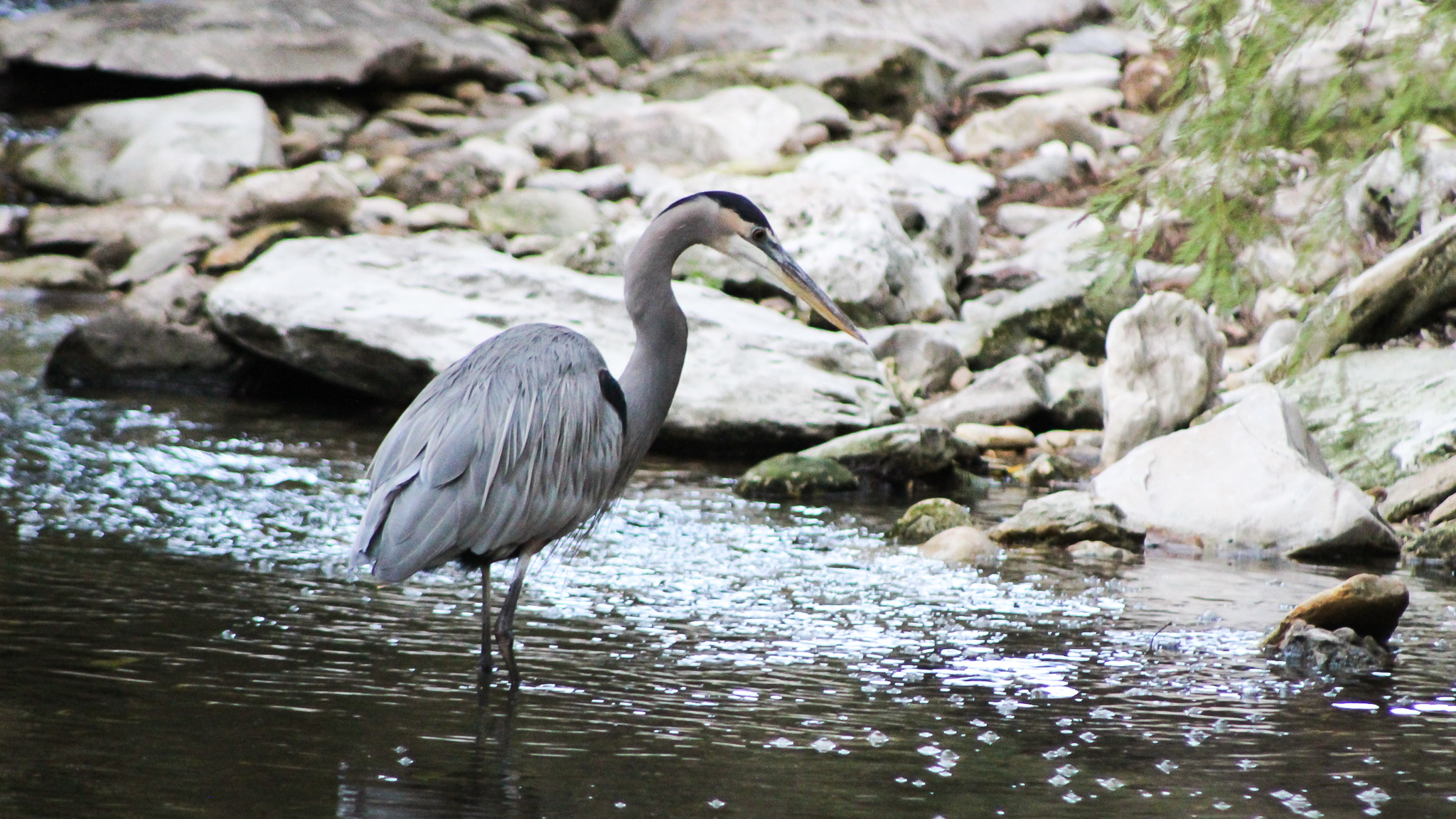 Blue Heron hunts on Waller Creek