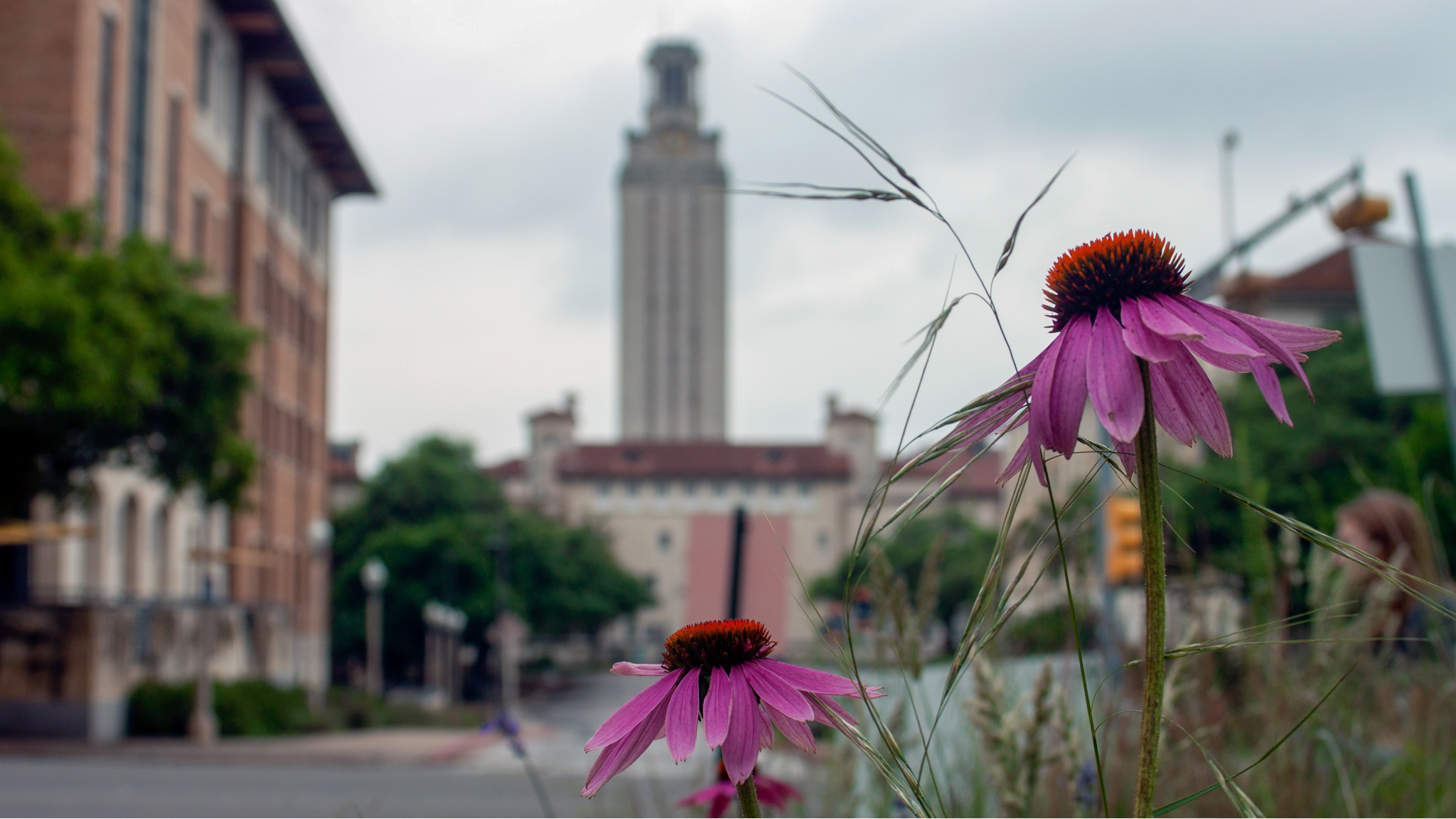Prairie flowers bloom with UT Tower as a backdrop