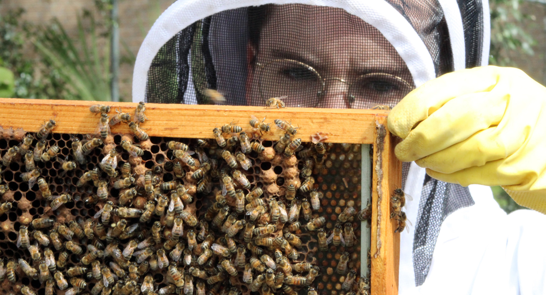 Beevo Beekeeping Society, University of Texas at Austin
