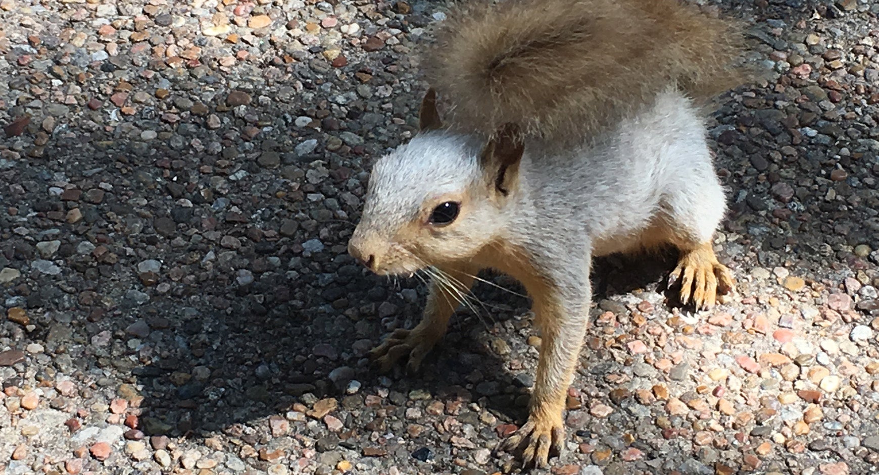 UT squirrel