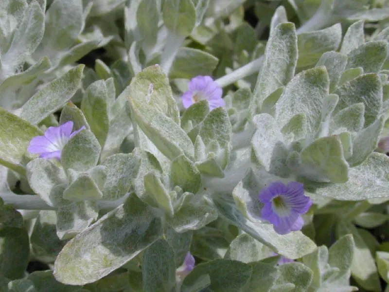 Stemodia lanata  from Wildflower Center