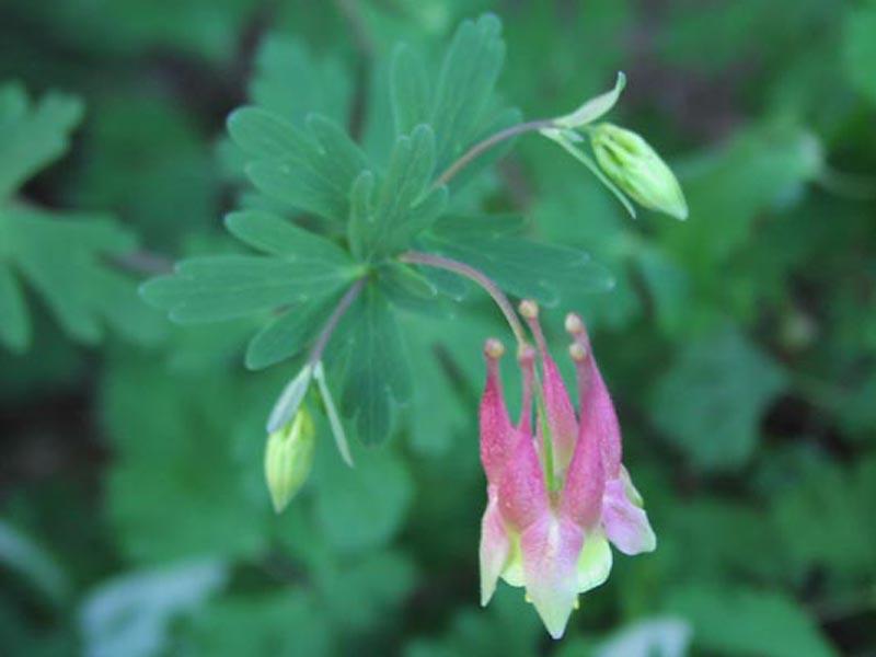 Aquilegia canadensis