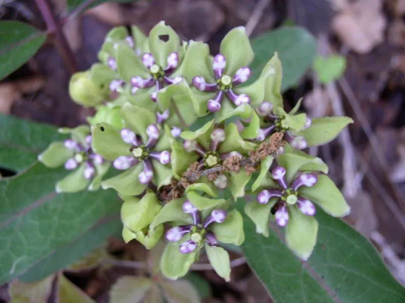 Green milkweed