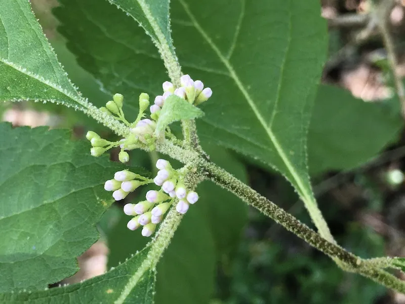 American beautyberry