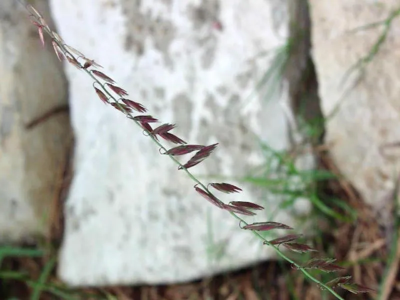 Sideoats grama