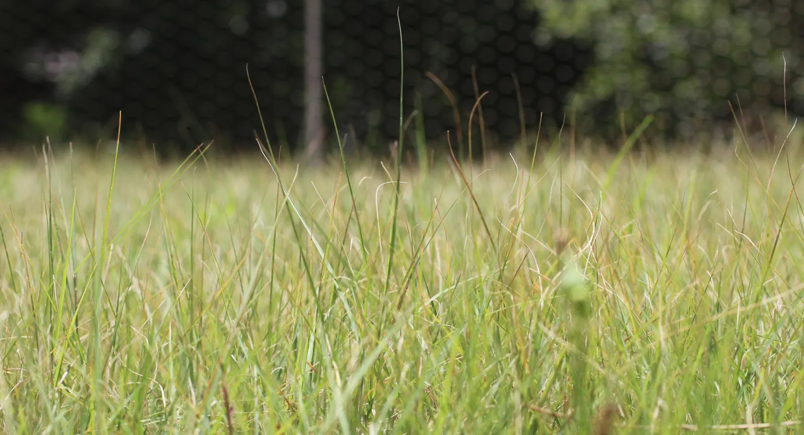 Buffalo grass for fire lanes