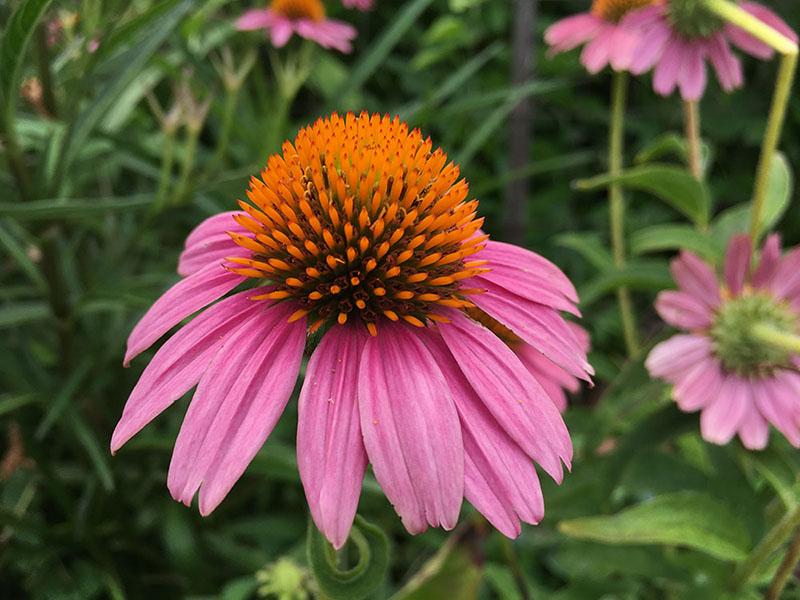 Cone flower