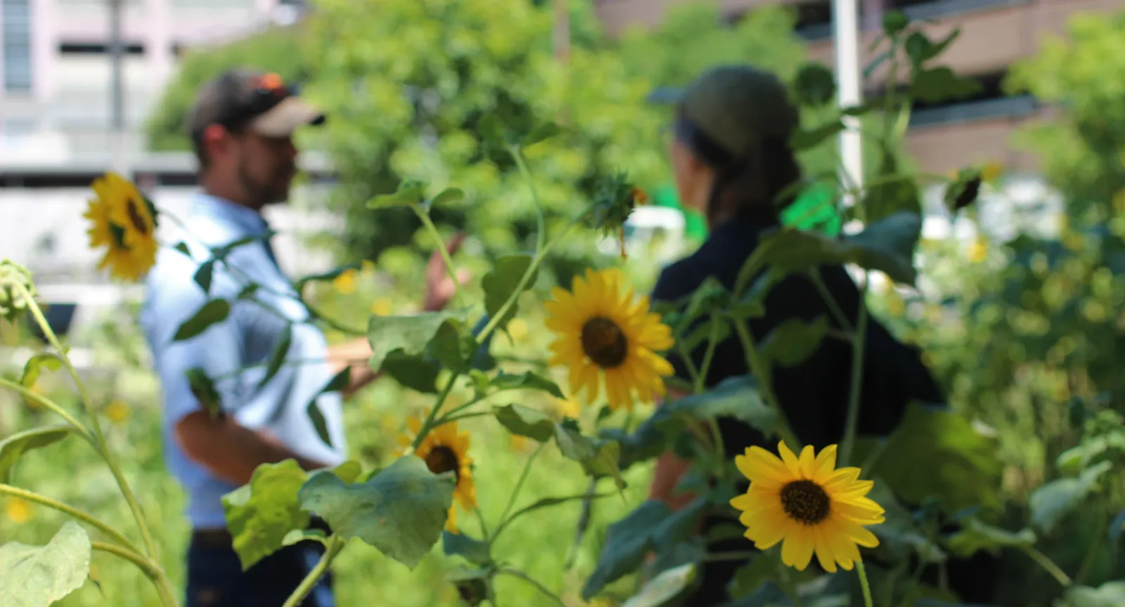 Pocket prairie on Trinity and 15th Streets