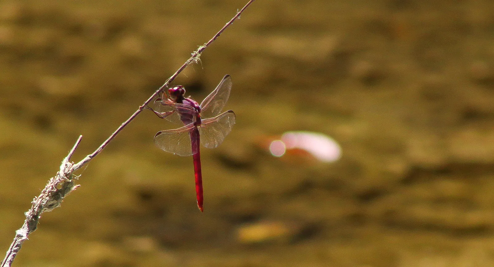 Life in Waller Creek