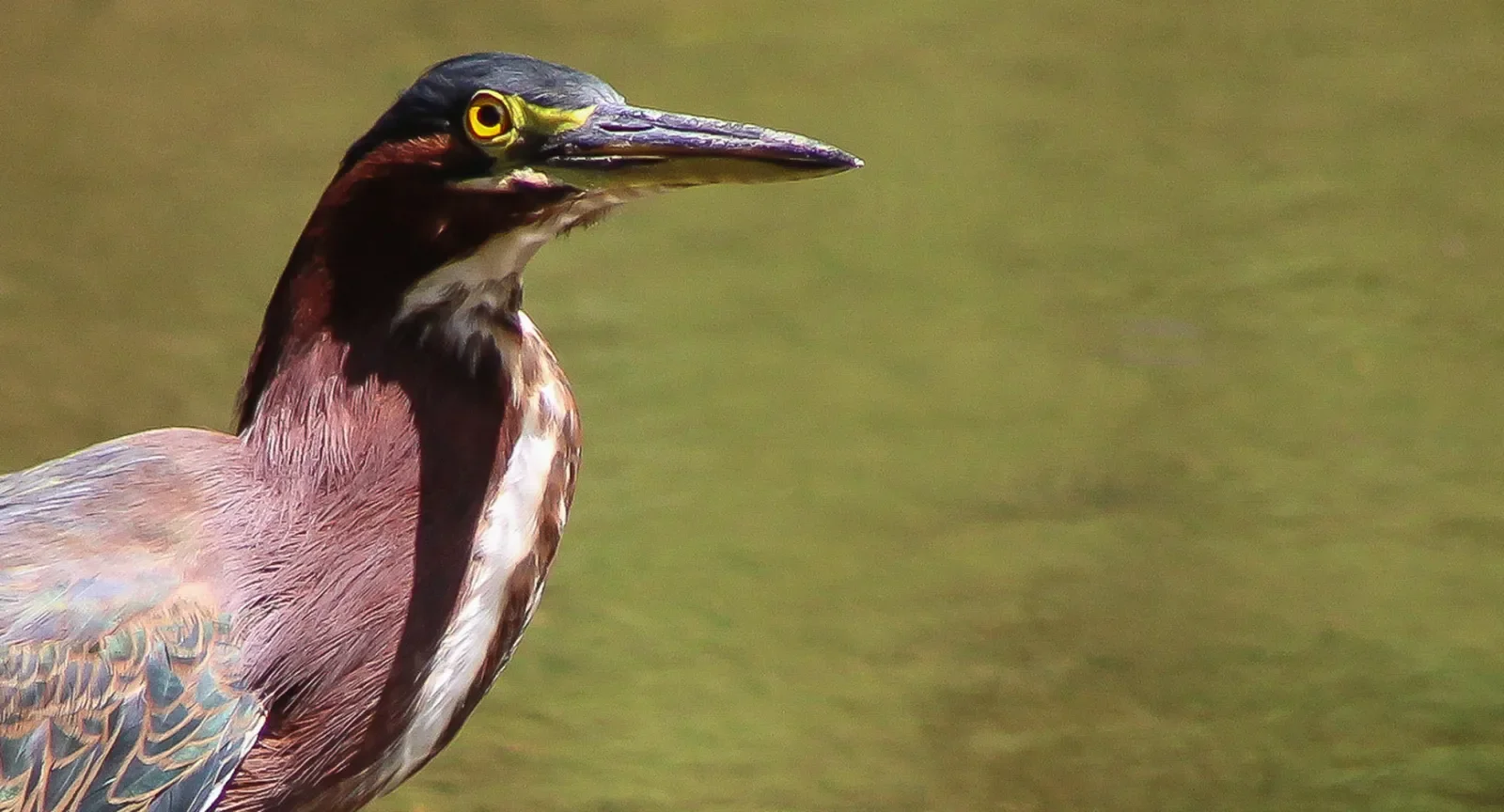 Green heron on campus