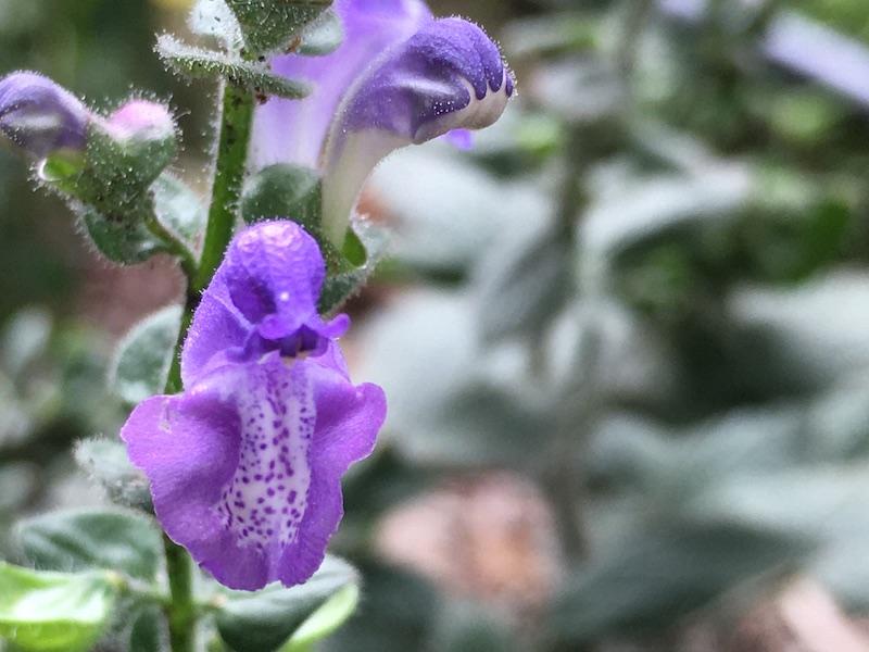 Heart leaf skullcap