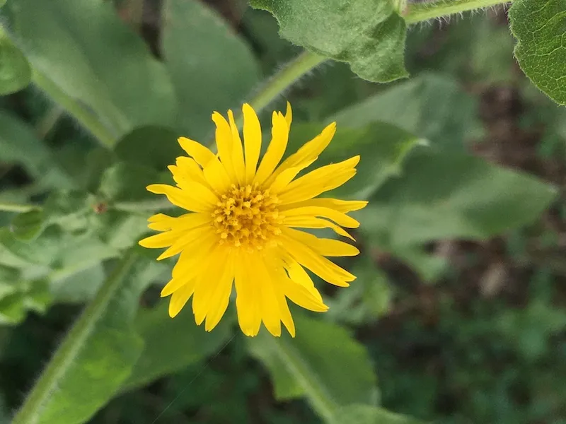 Golden aster