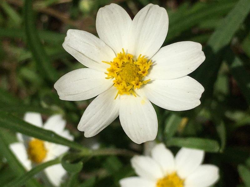 Blackfoot daisy