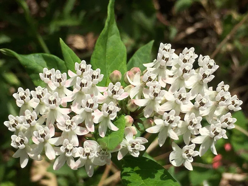 White milkweed