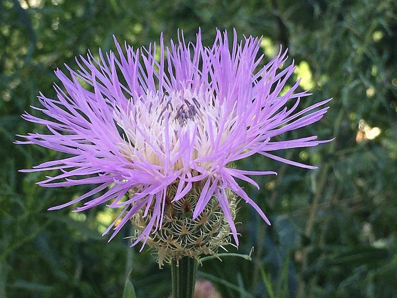 American basketflower