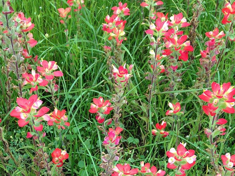 Indian paintbrush