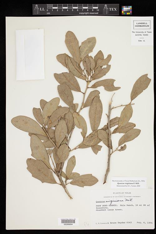 Live Oak voucher from Lundell Herbarium at UT