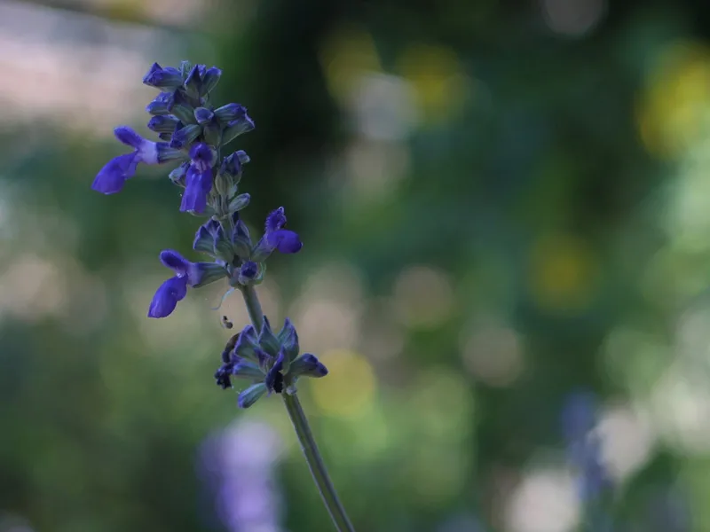 Mealy Blue Sage 