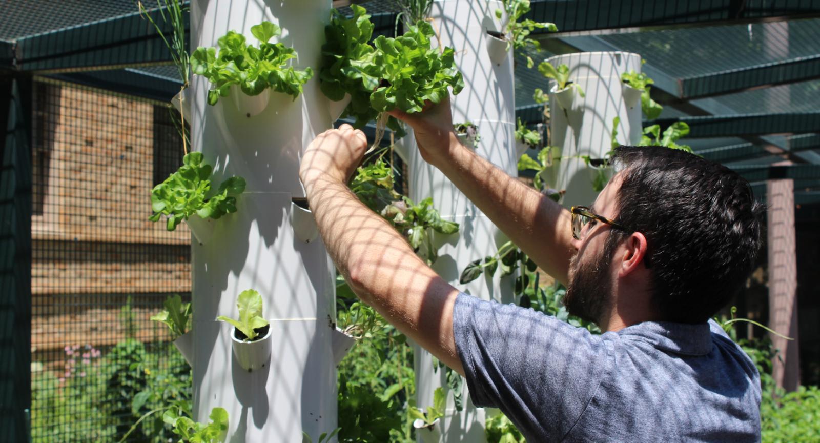 Lettuce growing towers