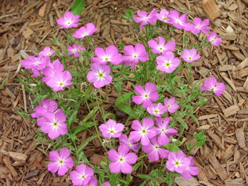 Golden eyed phlox