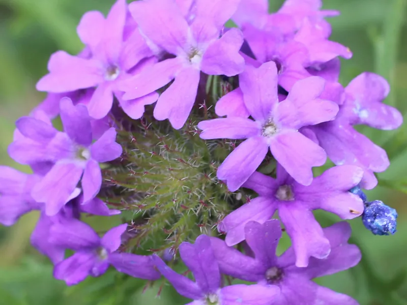 Prairie Verbena 