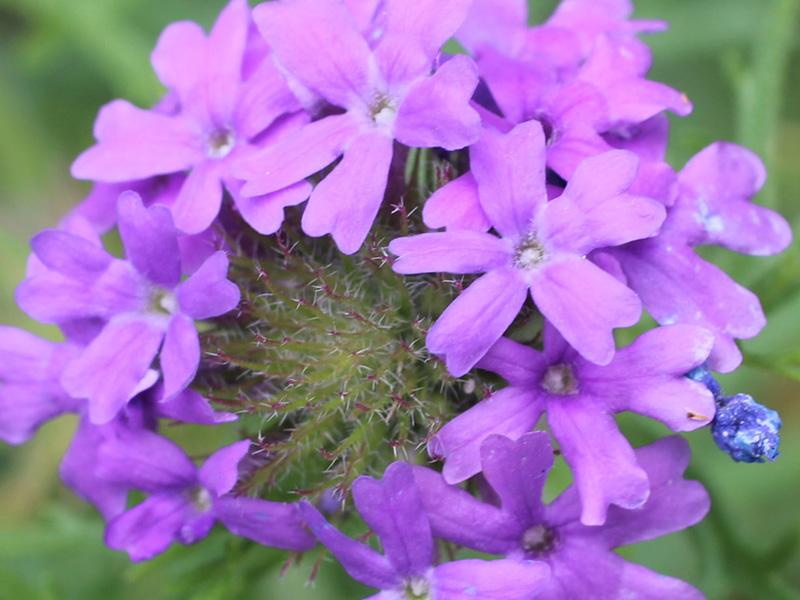 Prairie Verbena 