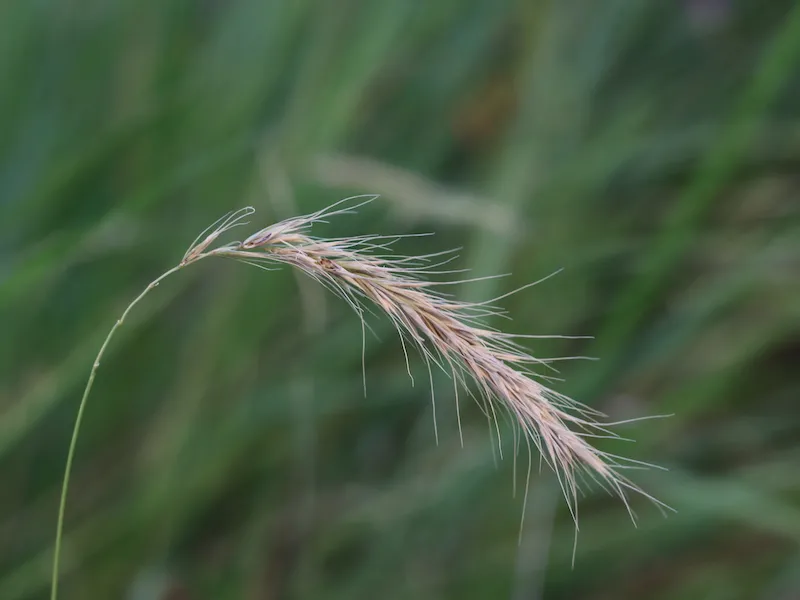 Prairie wildrye