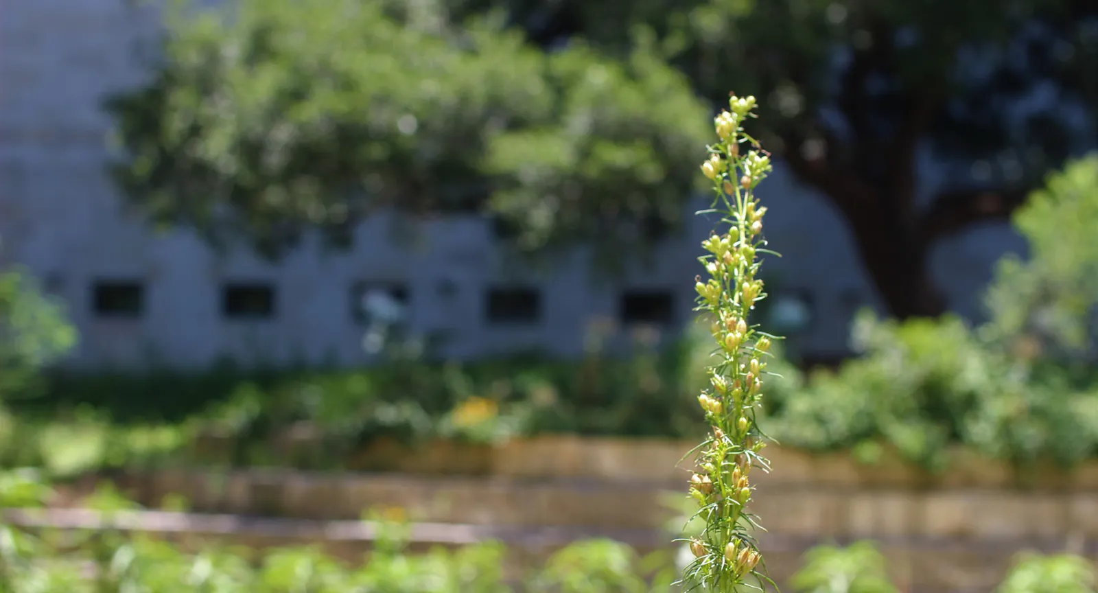 Wildflower with transplanted oak across creek