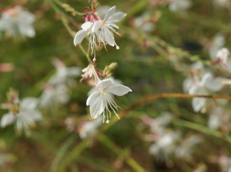 White guara from Wildflower Center