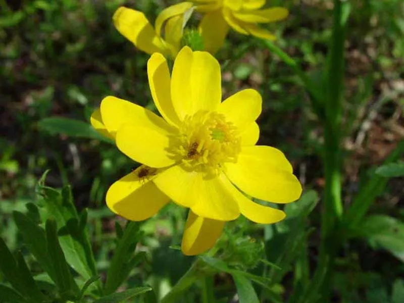 Large buttercup