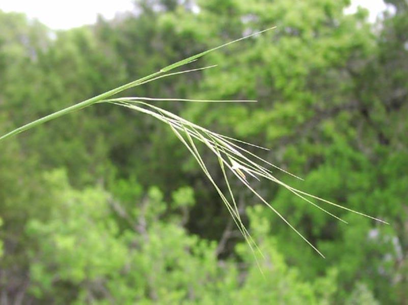 Texas wintergrass