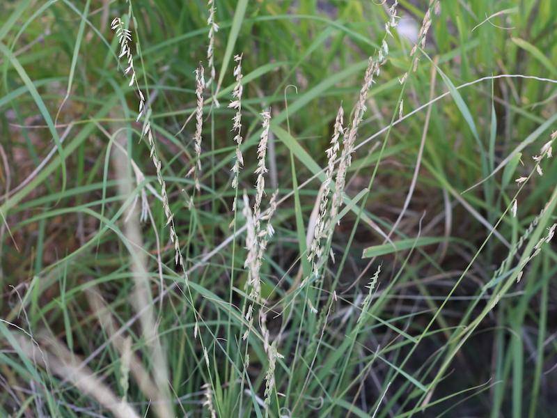 Texas cupgrass