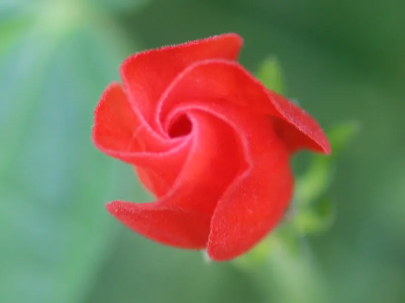 Turks cap in a shade garden