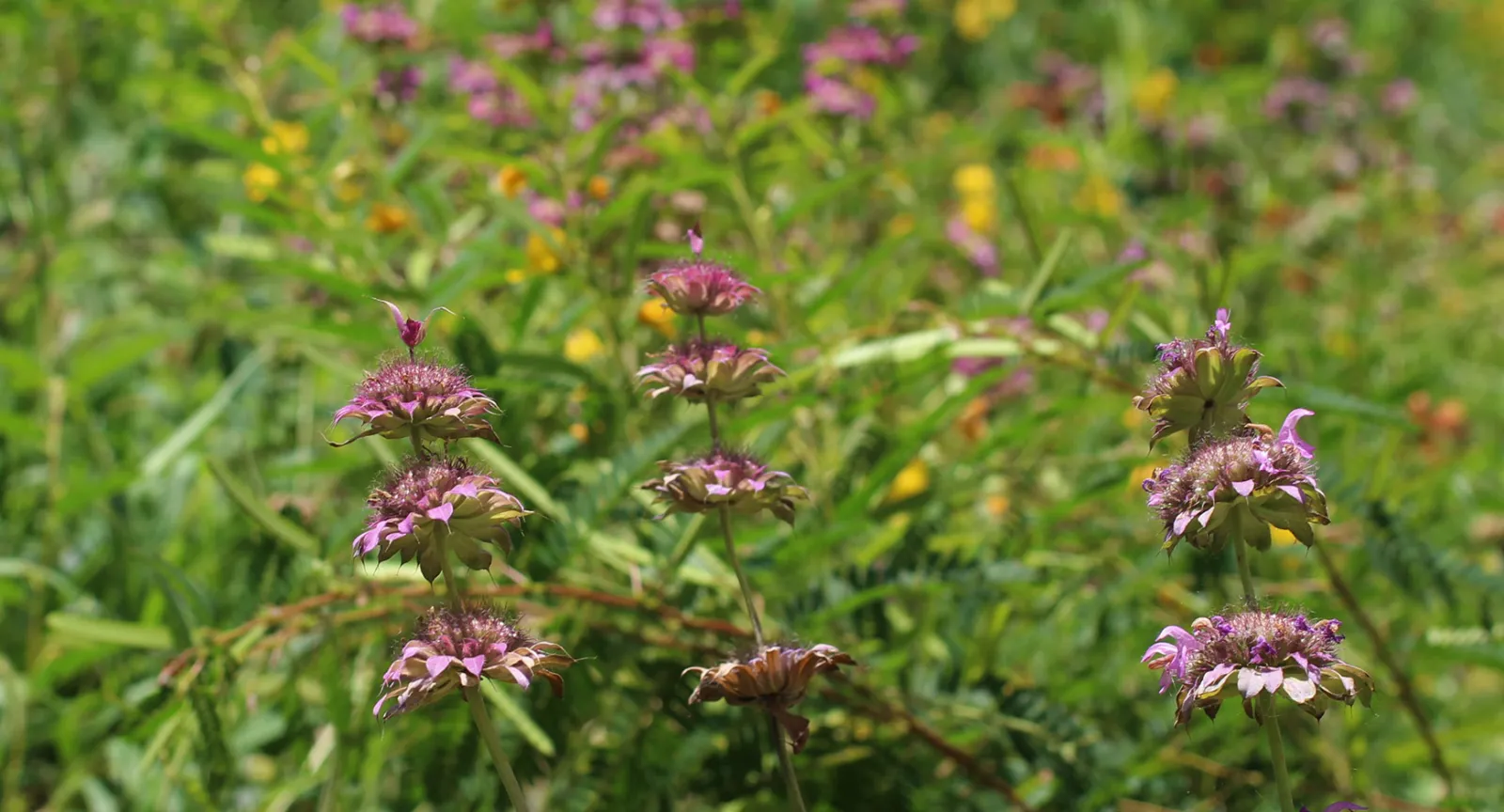 Wildflowers in pocket prairie