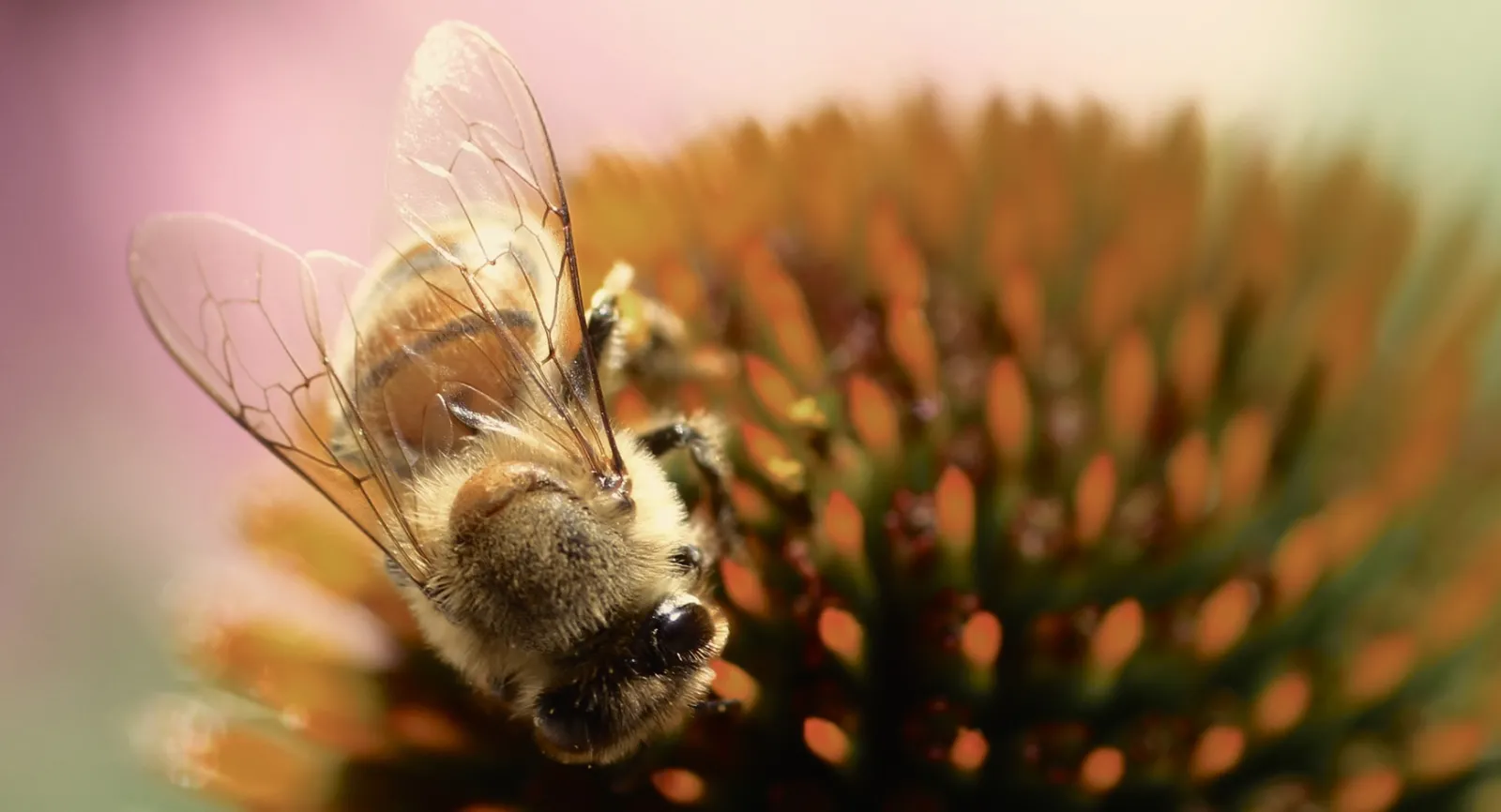 Cone flower and bee