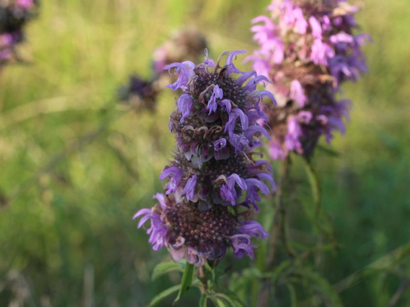 Beebalm 