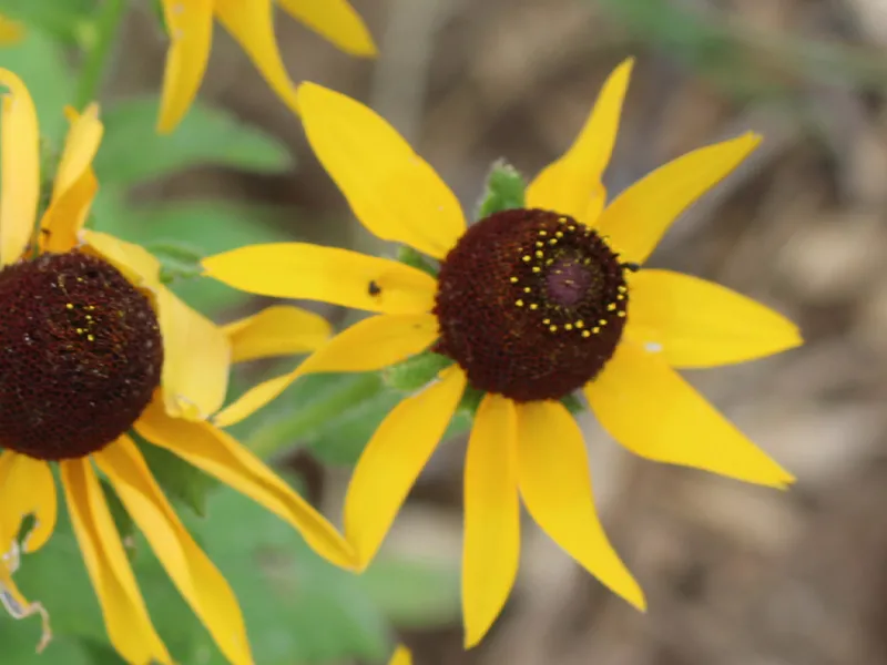 Black-Eyed Susan 