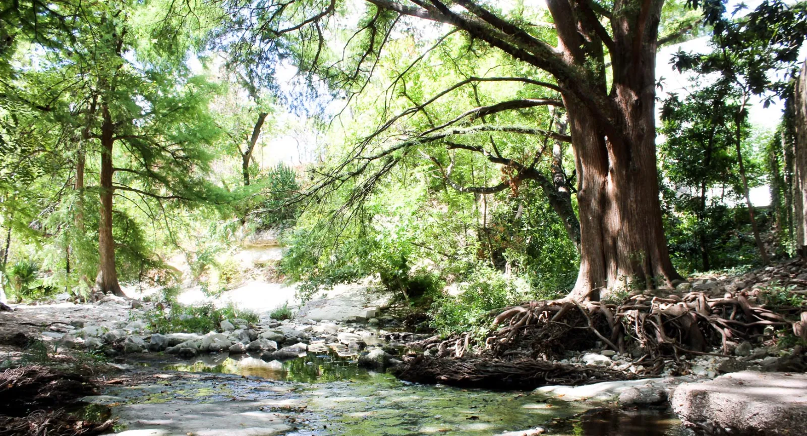 Bald cypress near Clark Field