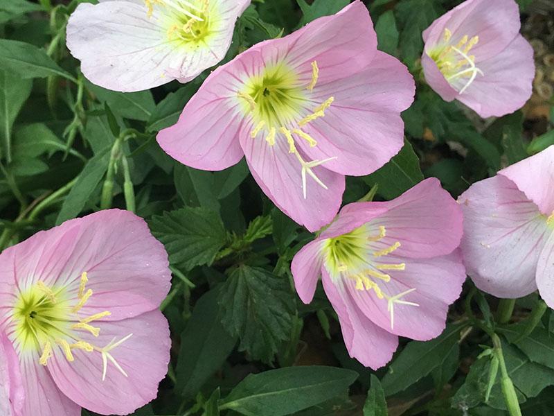 Evening primrose