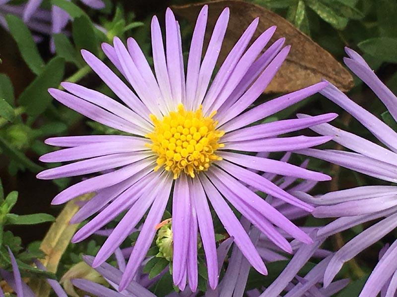 Aster