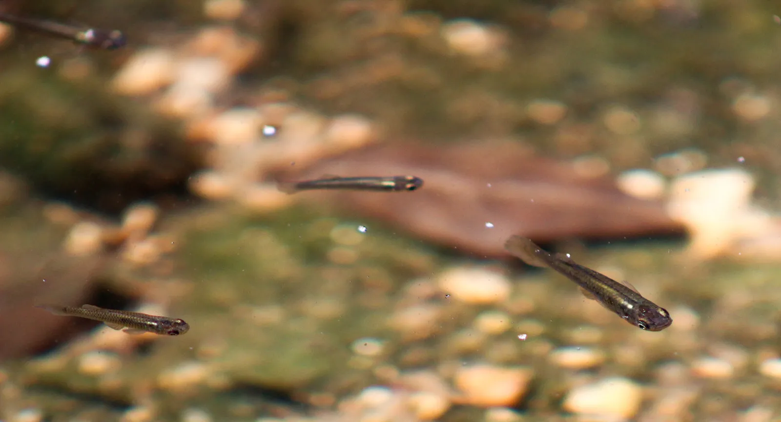 Fish in Waller Creek