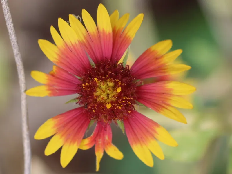 Indian Blanket