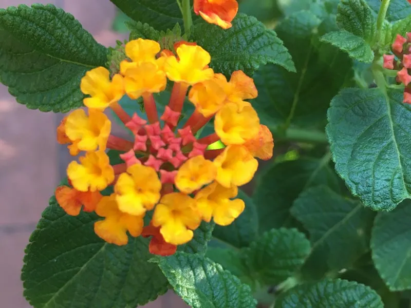 Lantana