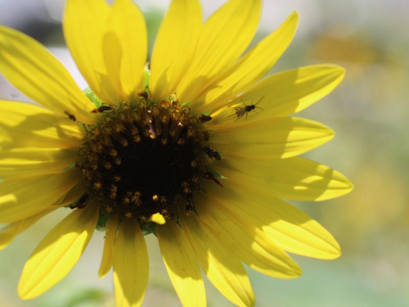 Maximillian Sunflower