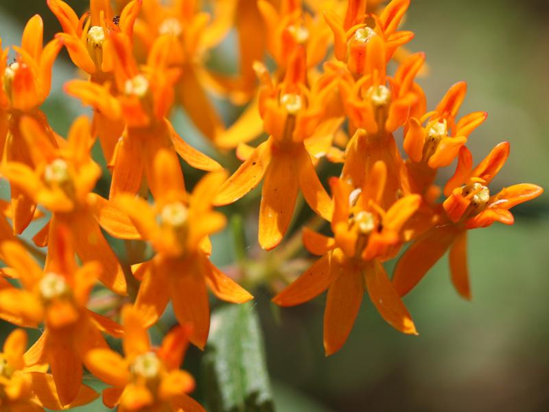 Butterfly Weed